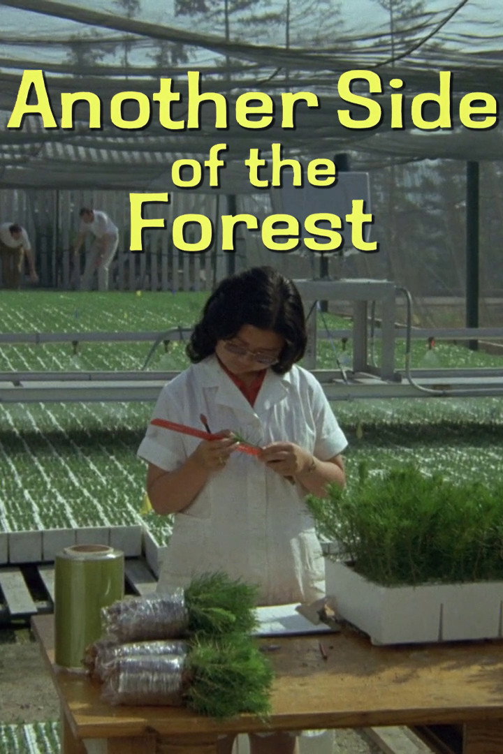 Another Side of the Forest